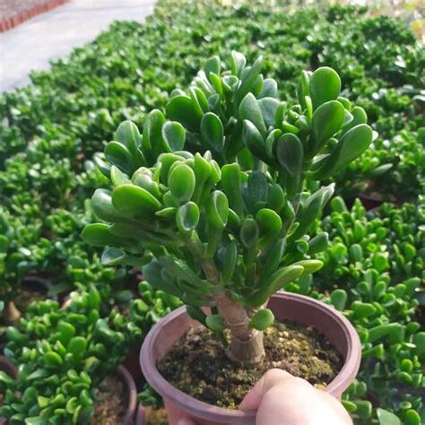 吸財樹 多肉
